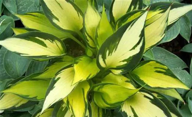Orange Star Hosta
